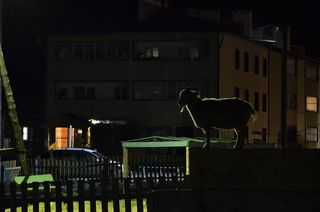 Ночная коза